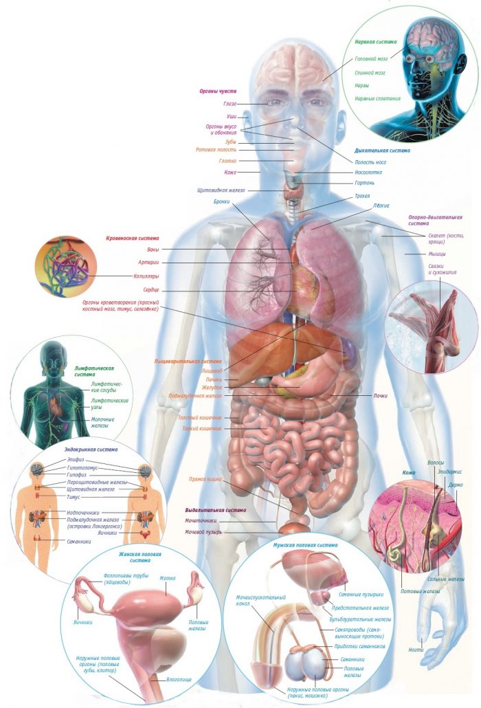 схема распределения органов внутри тела человека