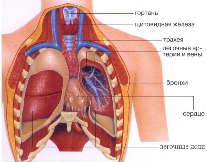 укрупненная схема расположени органов внутри грудной клетки человека