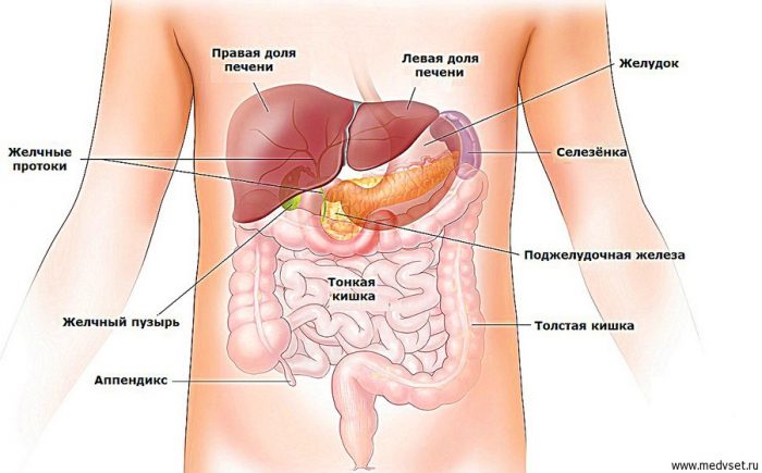 схема брюшной полости: расположение органов