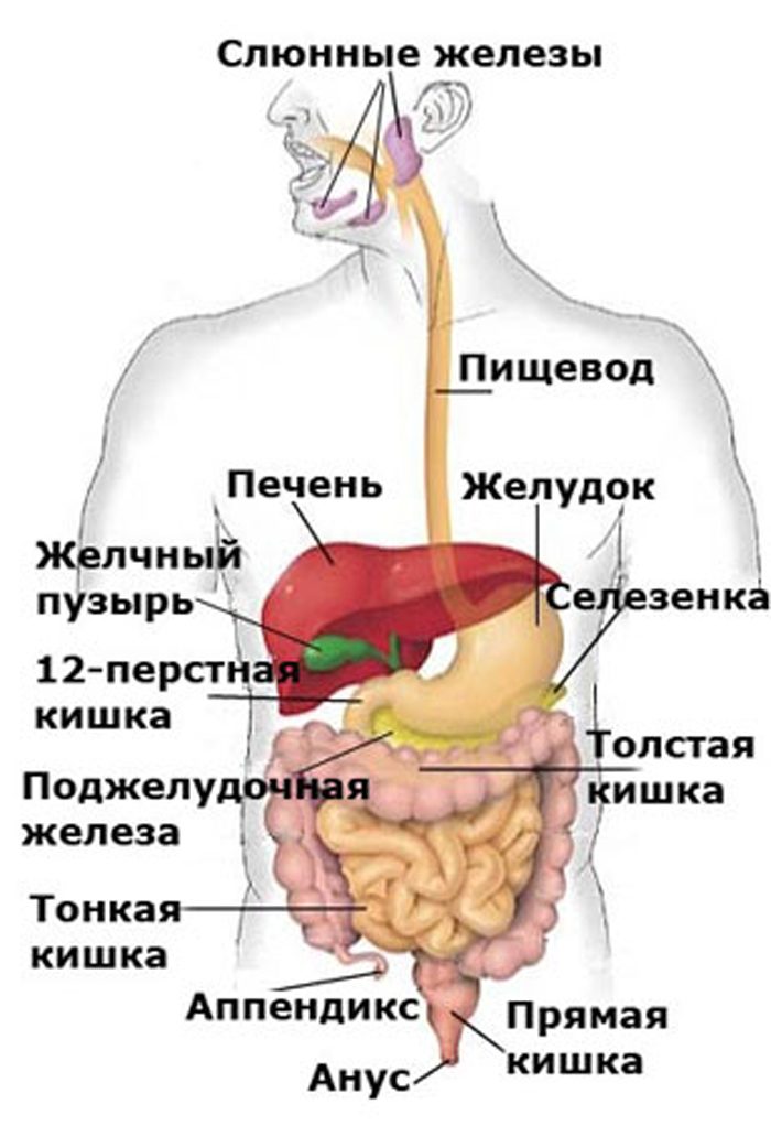 органы брюшной полости: схема с надписями