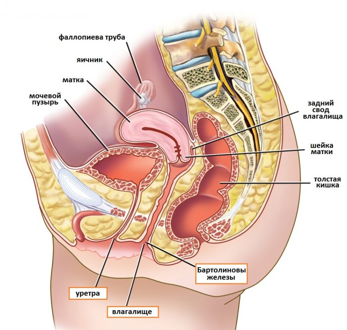 схематическое изображение строения внутренних органов малого таза у женщины