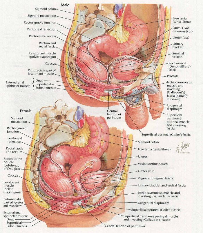схемы строения внутренних органов малого таза у мужчин и женщин