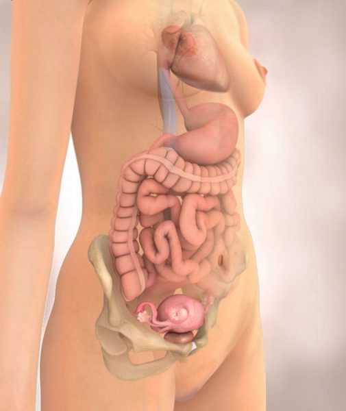 Виртуальное изображение внутренних органов женщины и плода в утробе