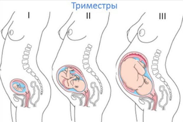 Триместры беременности