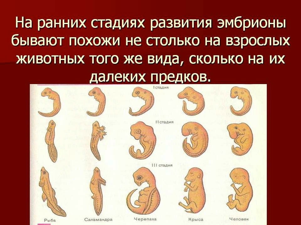 На рисунке изображен эмбрион человека в разный период времени какое