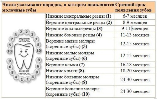 Таблица с приблизительными сроками появления молочных зубов у ребёнка