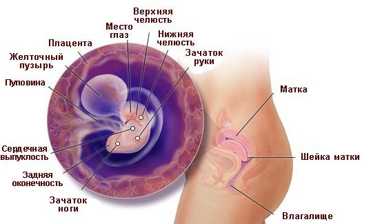 Что происходит в организме женщины на 5 неделе