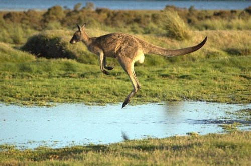 Топ-25: Удивительные факты про кенгуру, которые вы могли не знать