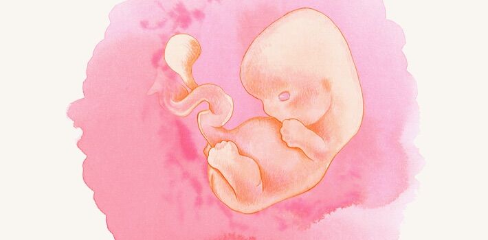 6 эмбриональная неделя. Эмбрион 6 недель рисунок. Малыш на 6 неделе беременности фото.