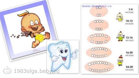 Режутся зубки: примерный порядок прорезывания, симптомы и как помочь ребенку