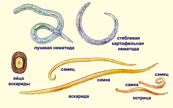 Нематоды