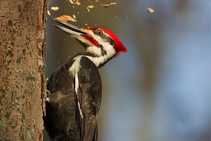 woodpecker10