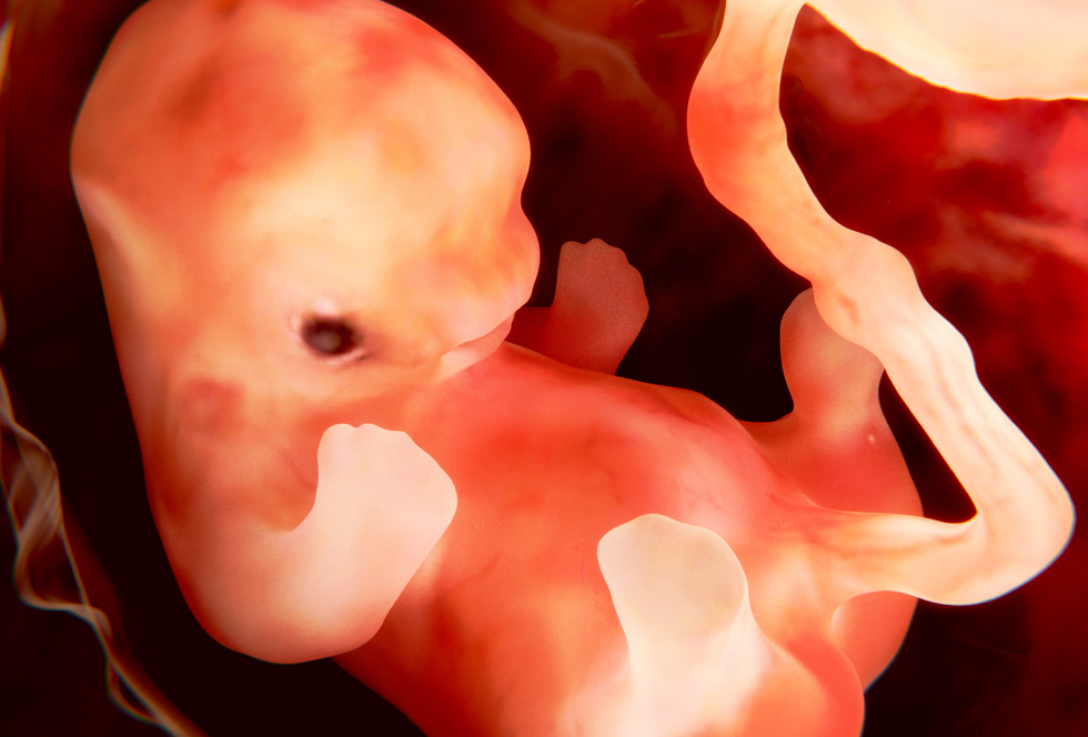 рост эмбриона