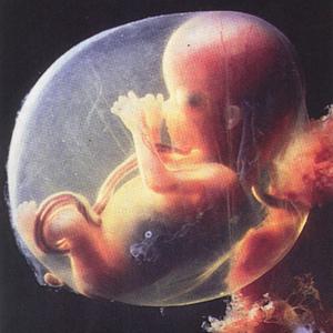 ктр эмбриона что это