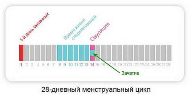 Овуляция и беременность