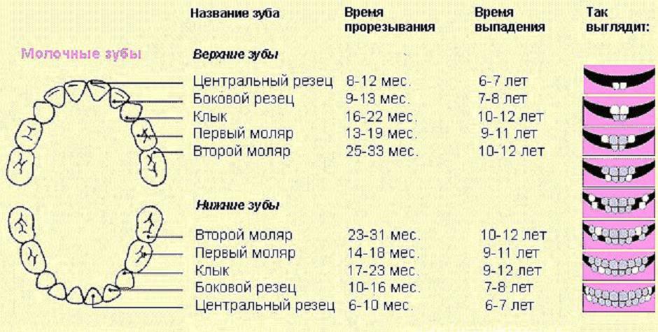 Порядок прорезывания зубов