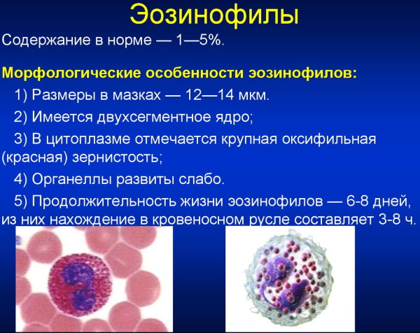 Эозинофилы у ребенка. Норма, почему повышены, отсутствуют, понижены в крови. Причины