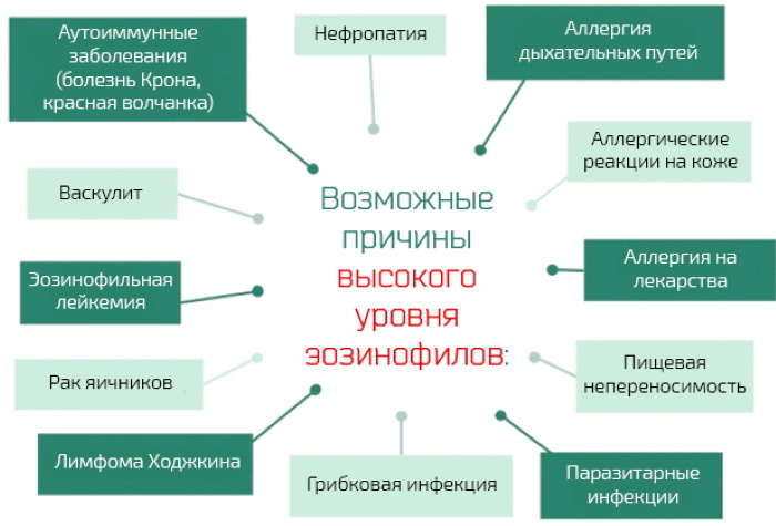 Эозинофилы у ребенка. Норма, почему повышены, отсутствуют, понижены в крови. Причины