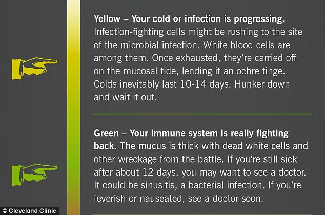 Yellow snot is a sign of a cold, as it shows white blood cells are rushing to the site of the infection. Green mucus shows the immune system is fighting back as it turns that colour due to dead white blood cells