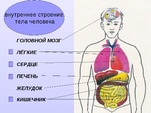 Внутренние органы человека в картинках с описанием