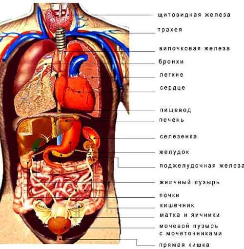 Внутренние органы человека в картинках с описанием