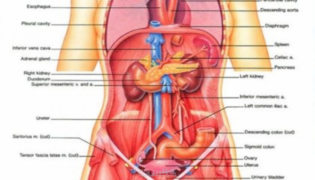 Анатомия внутренних органов женщины фото. Анатомия человека внутренние органы брюшной полости. Внутренние органы женщины. Расположение органов человека схема женщина. Анатомия человека внутренние органы женщины.