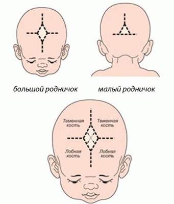 Родничок у новорожденных: когда зарастает - нормы. Где находится, как выглядит, форма. Что означает маленький, большой, если пульсирует