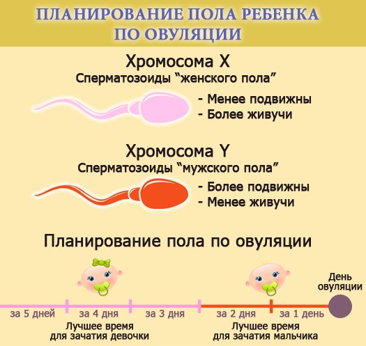 Таблица зачатия пола ребенка по возрасту матери, отца, группе крови, по Ванге, китайскому, японскому календарю. Как запланировать и рассчитать