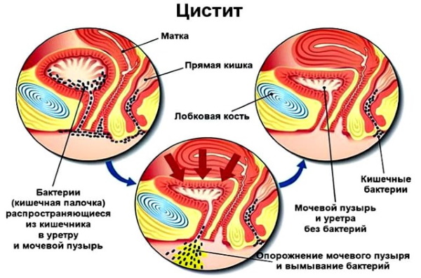 Зачатие по дням после овуляции. Как узнать, какие выделения, ощущения, что происходит