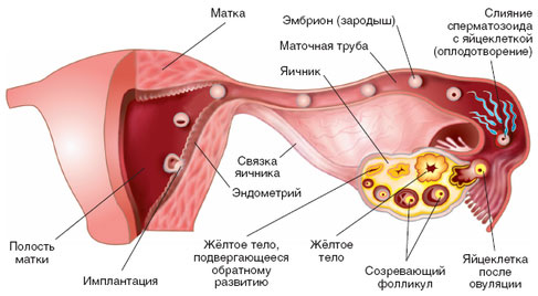 Последовательность зачатия и прикрепления яйцеклетки. 2 неделя беременности