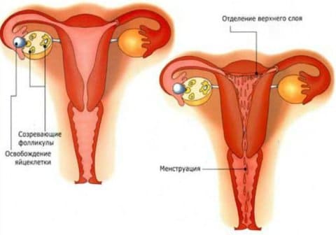 Месячные во время беременности 