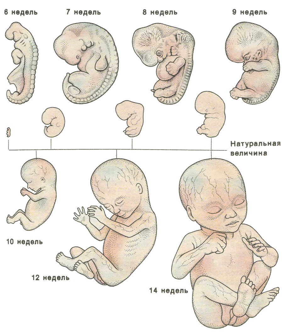 Схема развития эмбриона человека по неделям