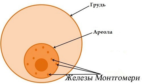 пупырышки на сосках