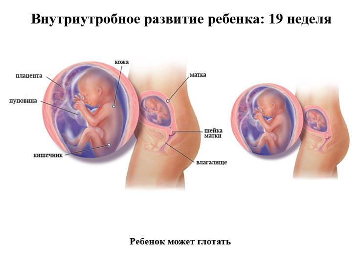 Внутриутробное развитие малыша - 19 неделя.jpg
