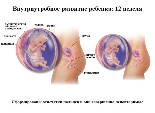 Развитие эмбриона на 12 неделе