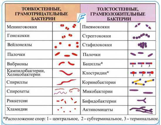 Различные формы бактерий в мазке