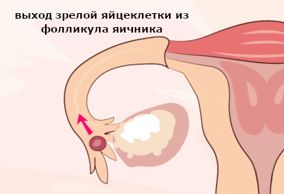 Овуляция