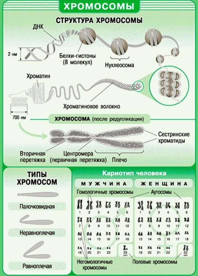 Как узнать пол ребёнка по дате зачатия?