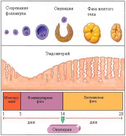 Что такое овуляция у девушки-min