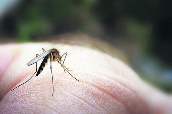 комаринный укус