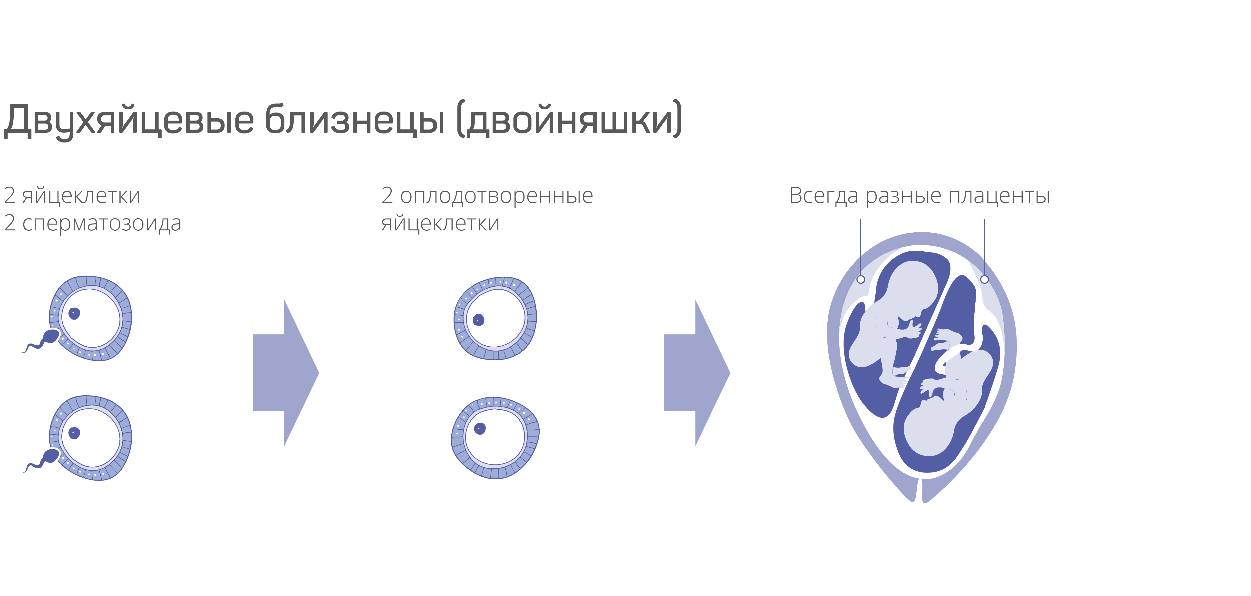 Как забеременеть двойней или близнецами