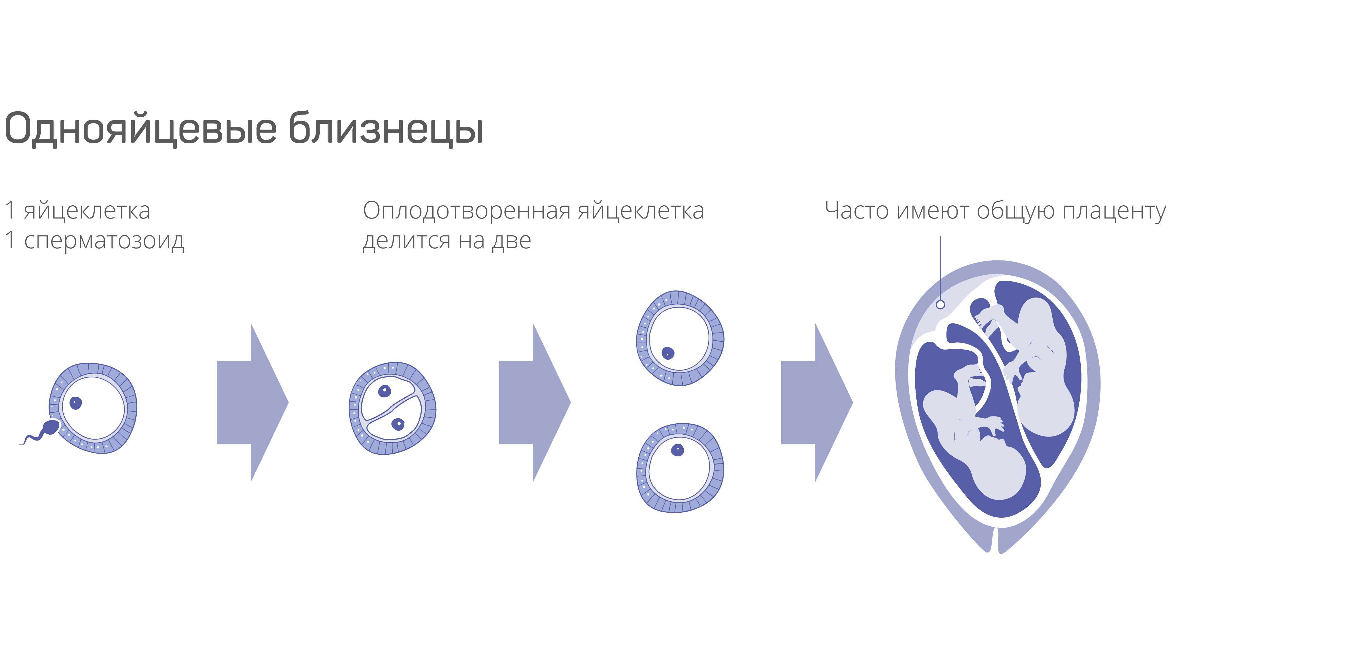 Как забеременеть двойней или близнецами