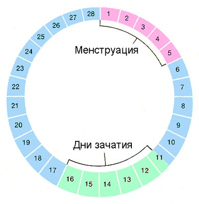 Зачатие после овуляции