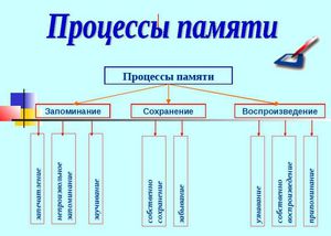 Как развивается память