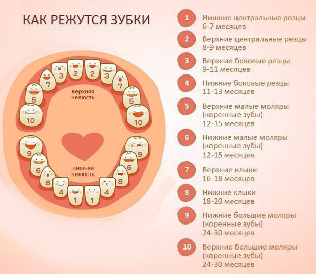 Зубы в 4 месяца фото