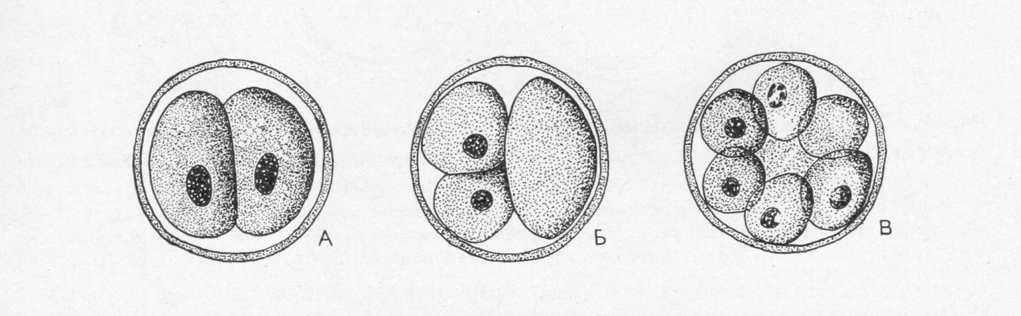 Дробление человеческой яйцеклетки. А, Б - 2ой день развития, В - 3ий день развития