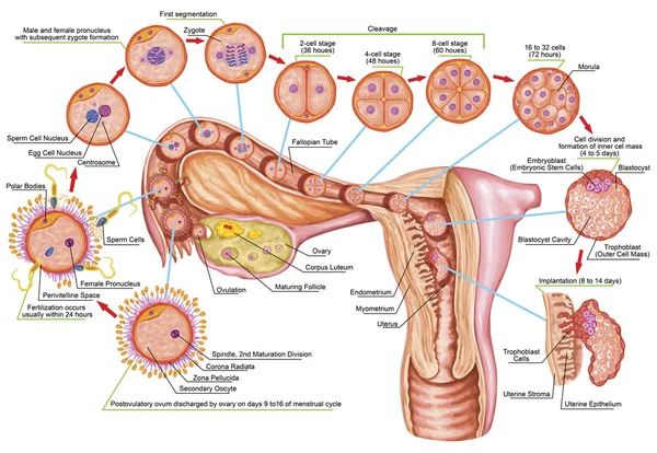 Человеческий ontogeny, оплодотворение, стадия развития, эмбриология, развитие клеток в матке, человеческом embryogenesis, клеточном делении, расколе, blastulation, внедрении, после sadler Стоковое Фото