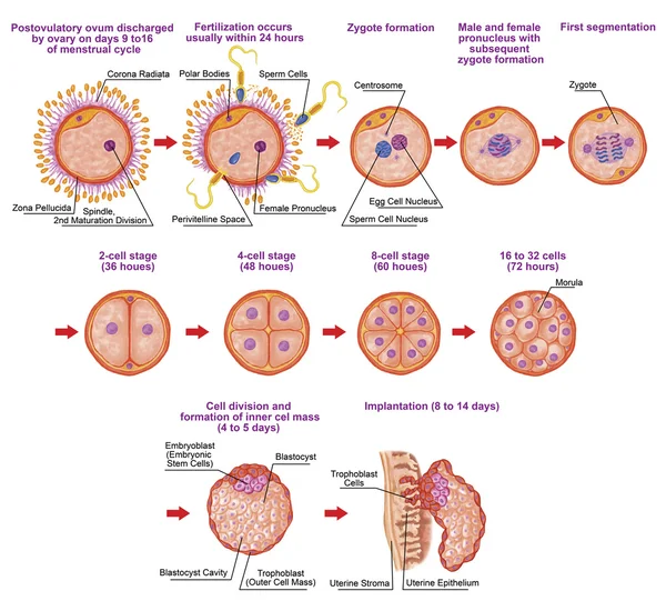 Человеческий ontogeny, оплодотворение, стадия развития, эмбриология, развитие клеток в матке, человеческом embryogenesis, клеточном делении, расколе, blastulation, внедрении, после sadler Стоковая Картинка