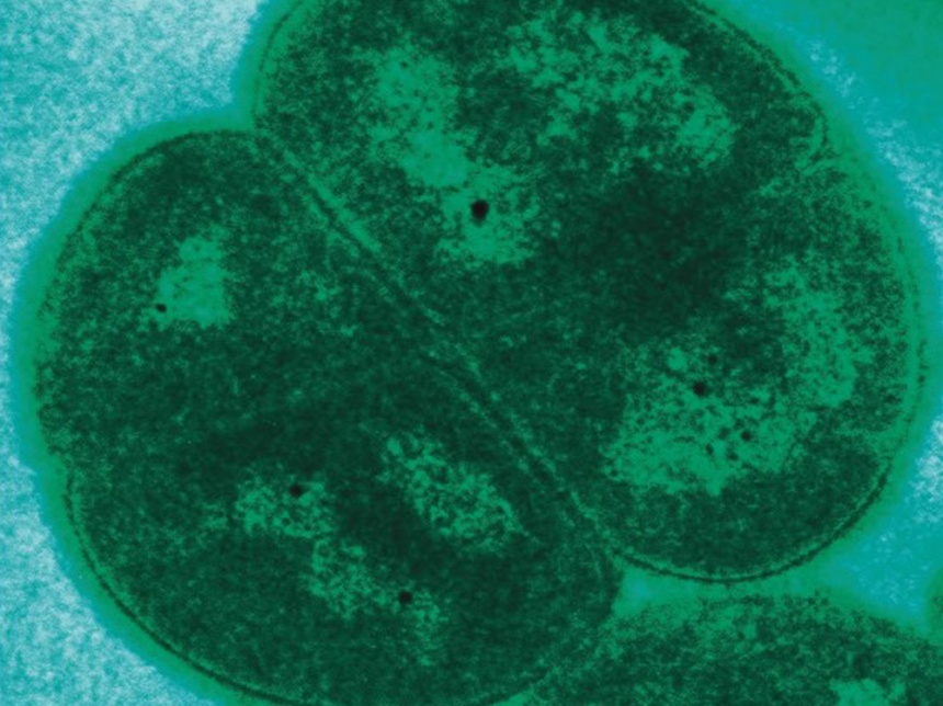 Вы не одиноки, ведь в вас точно есть бактерии, микроскопические грибы и вирусы 