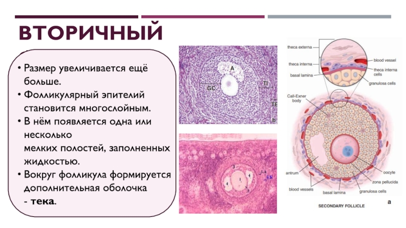 Яйцеклетка размер. Фолликулярный эпителий фолликула. ТЕКА клетки яичника. ТЕКА фолликула анатомия. ТЕКА клетки фолликула.